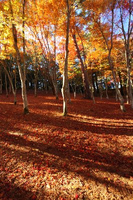 12月の紅葉と温泉 関東近郊の電車で行けるおすすめスポット 日本国内を旅しよう