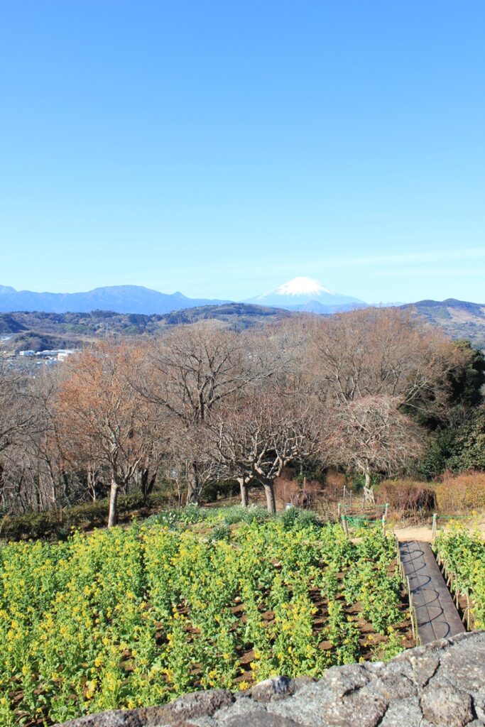 吾妻山公園からの景色