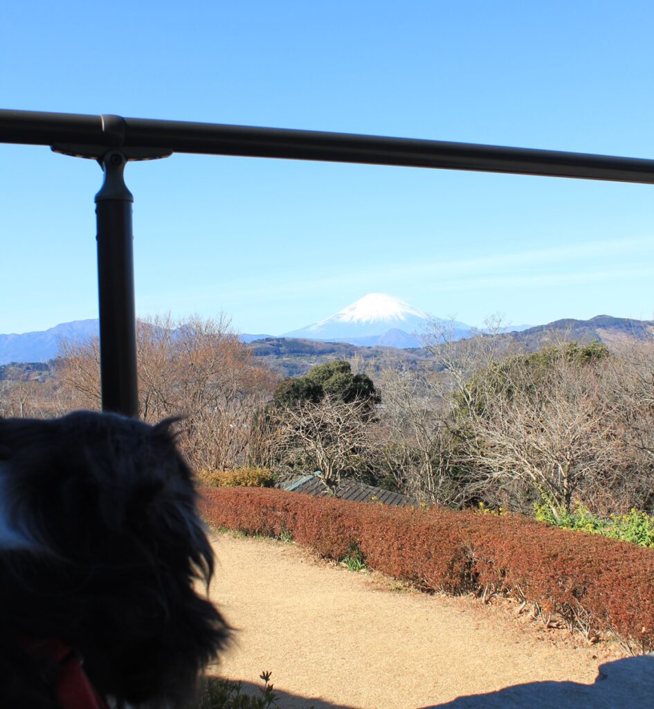吾妻山公園展望台からの富士山