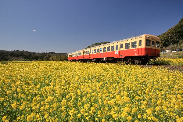 千葉菜の花と電車
